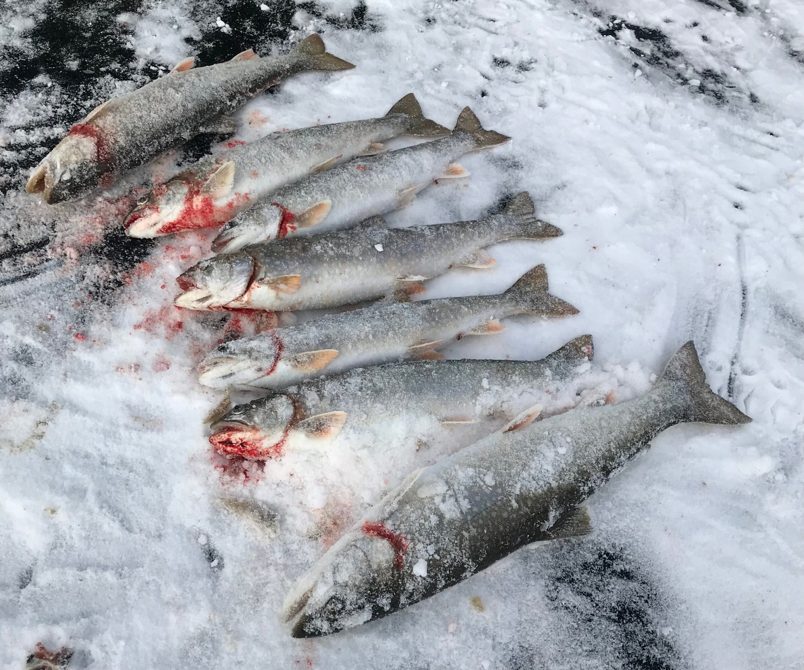 63372524875 18EADCE5 3EED 435B 8261 2CEC22C69C7E Scaled